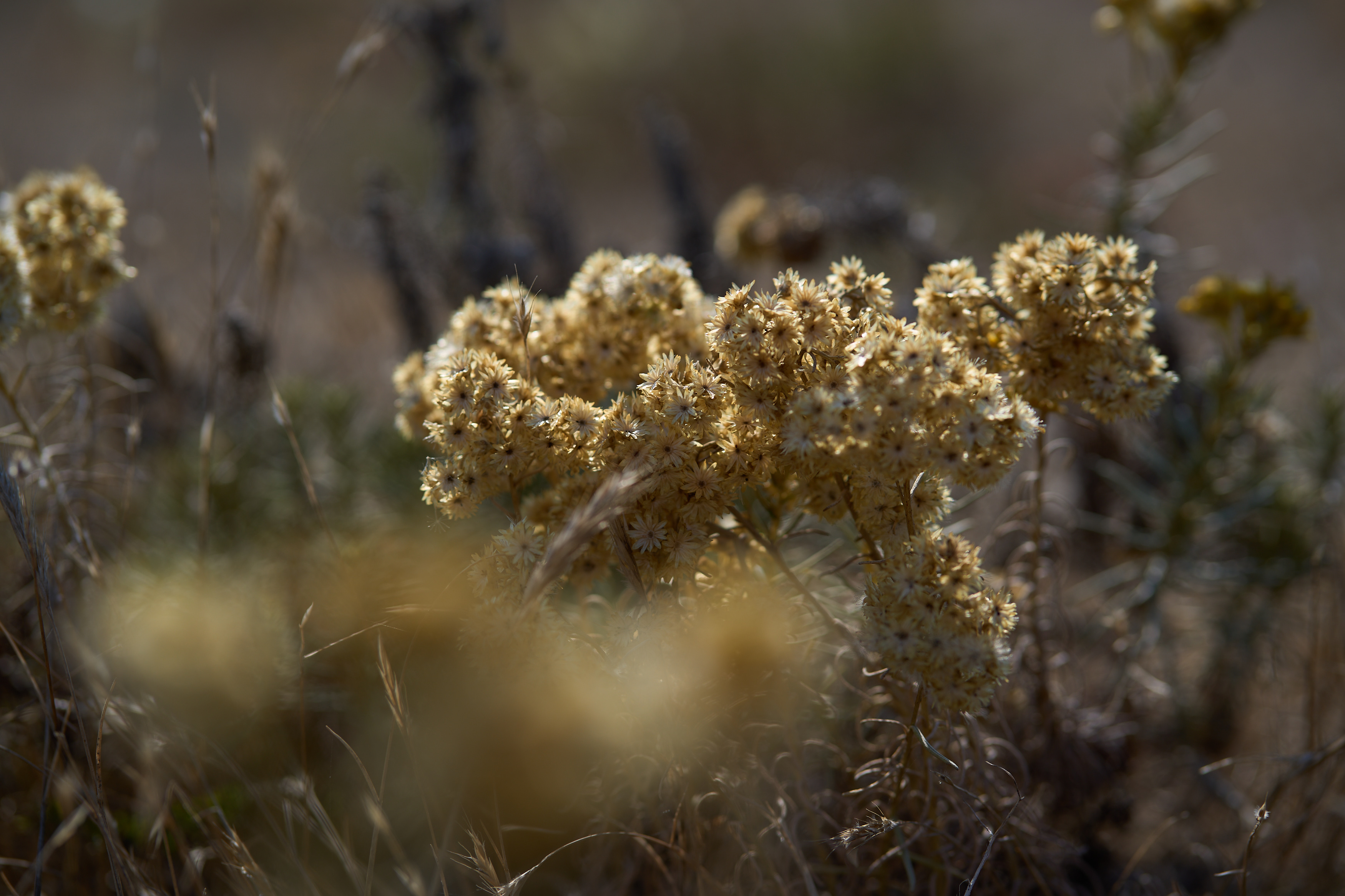 dune yellow dried flowers